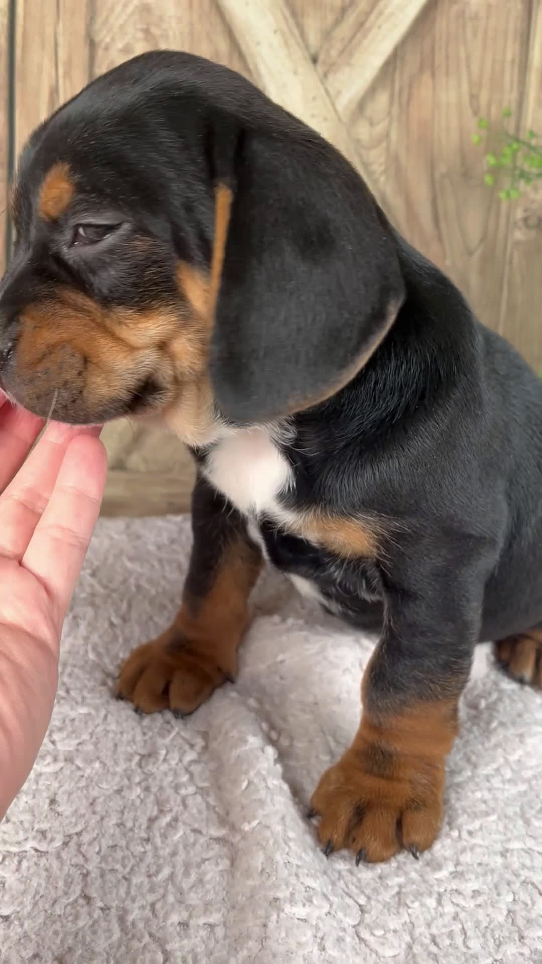 Mixed Breed dogs for sale: Winston - Video 1