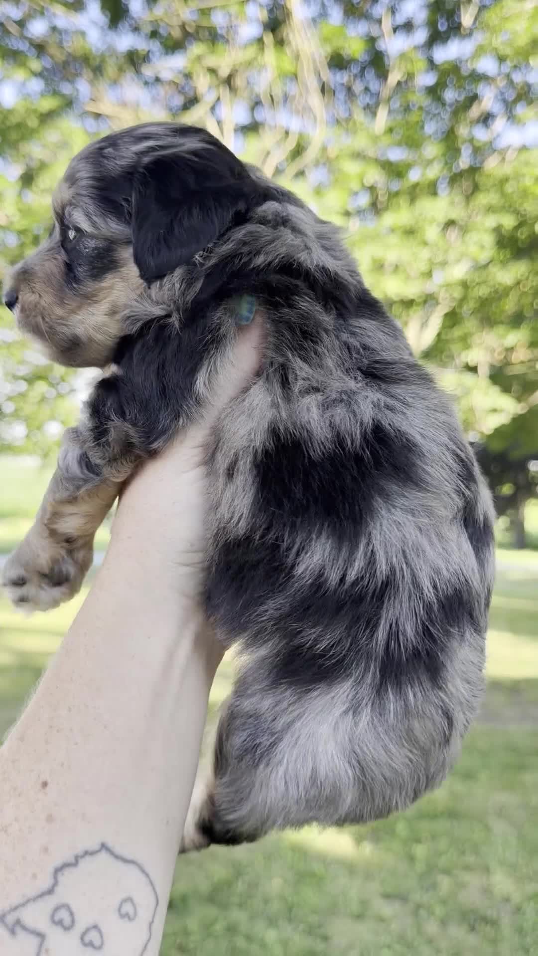 Mini Aussiedoodle dogs for sale: Stryker - Micro Mini F1b - Video 1