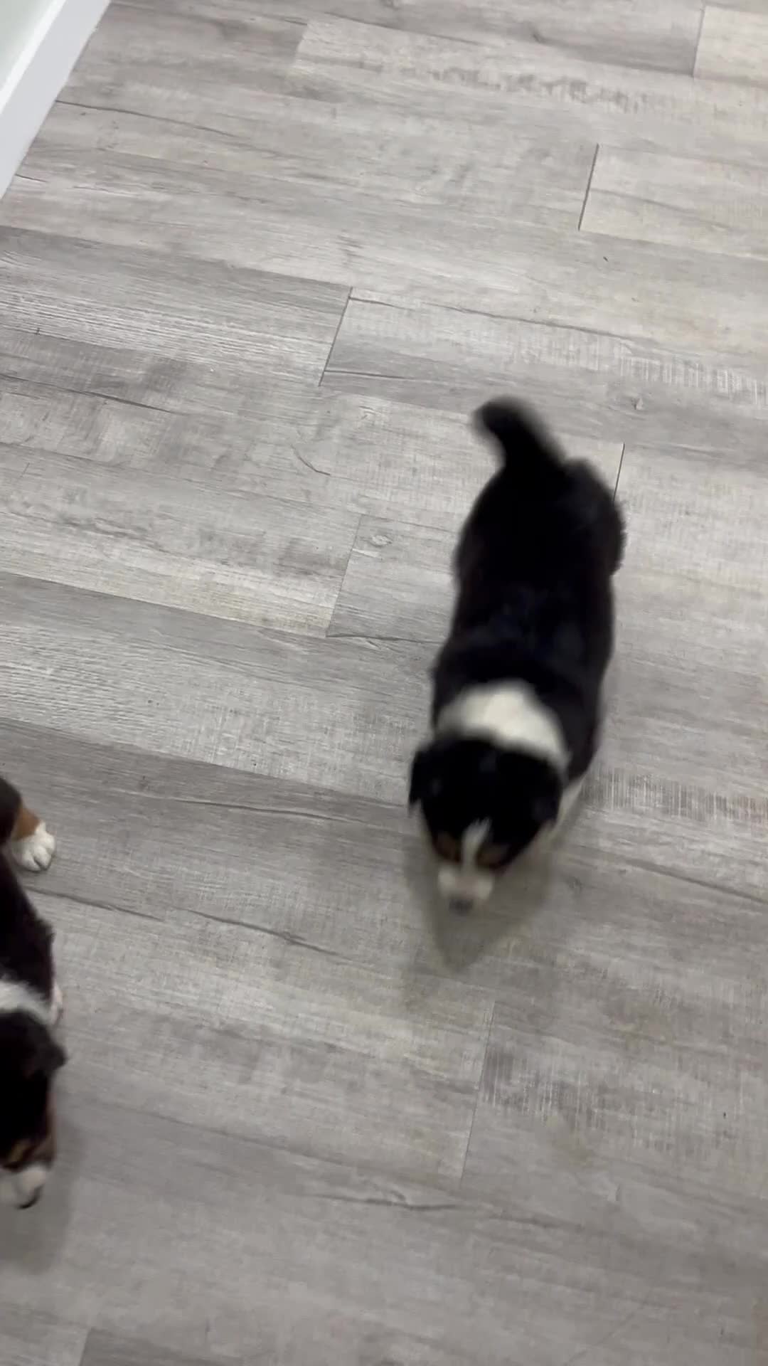 Australian Shepherd dogs for sale: Sandy - Video 2