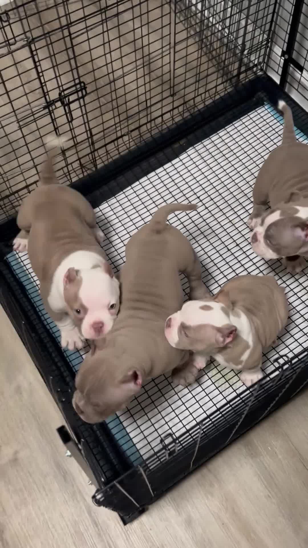American Bully dogs for sale: American Bully Puppy 2 - Video 1
