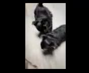 Yorkshire Terrier dogs for sale: Yorkshire Terrier Puppy 1 - Video 1