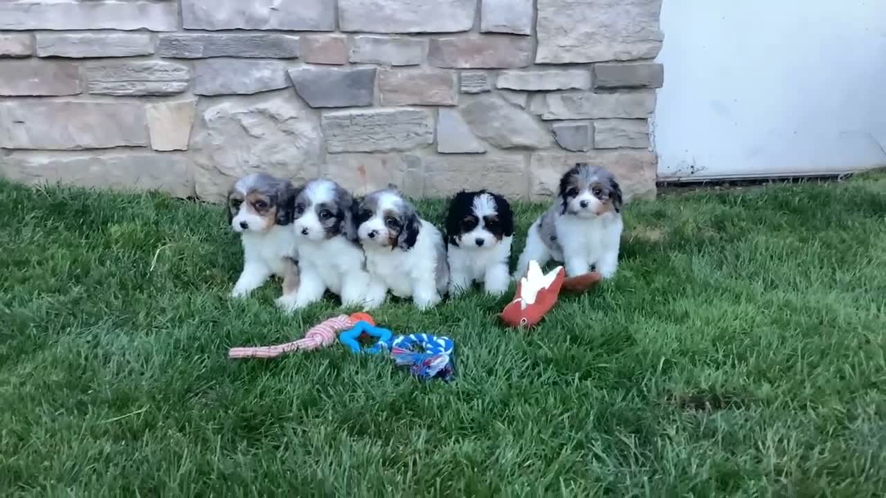 Cavapoo dogs for sale: Duke - Video 1