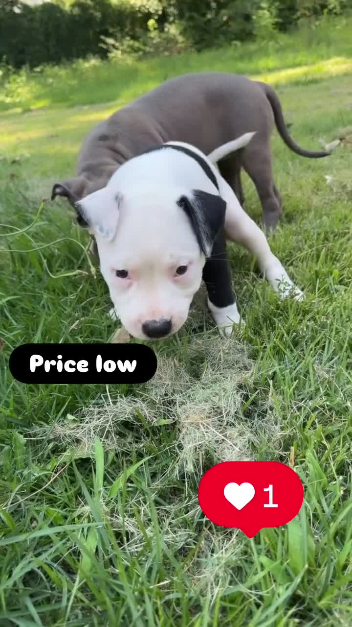 Mixed Breed dogs for sale: Mixed Breed 3 - Video 3