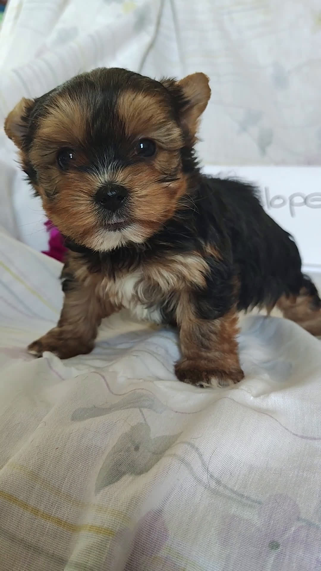 Yorkshire Terrier dogs for sale: Penelope - Video 1