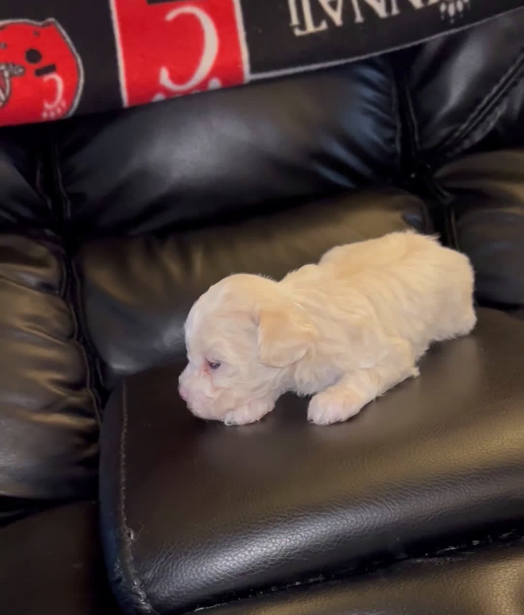 Maltipoo dogs for sale: Maltipoo Puppy 1 - Video 1
