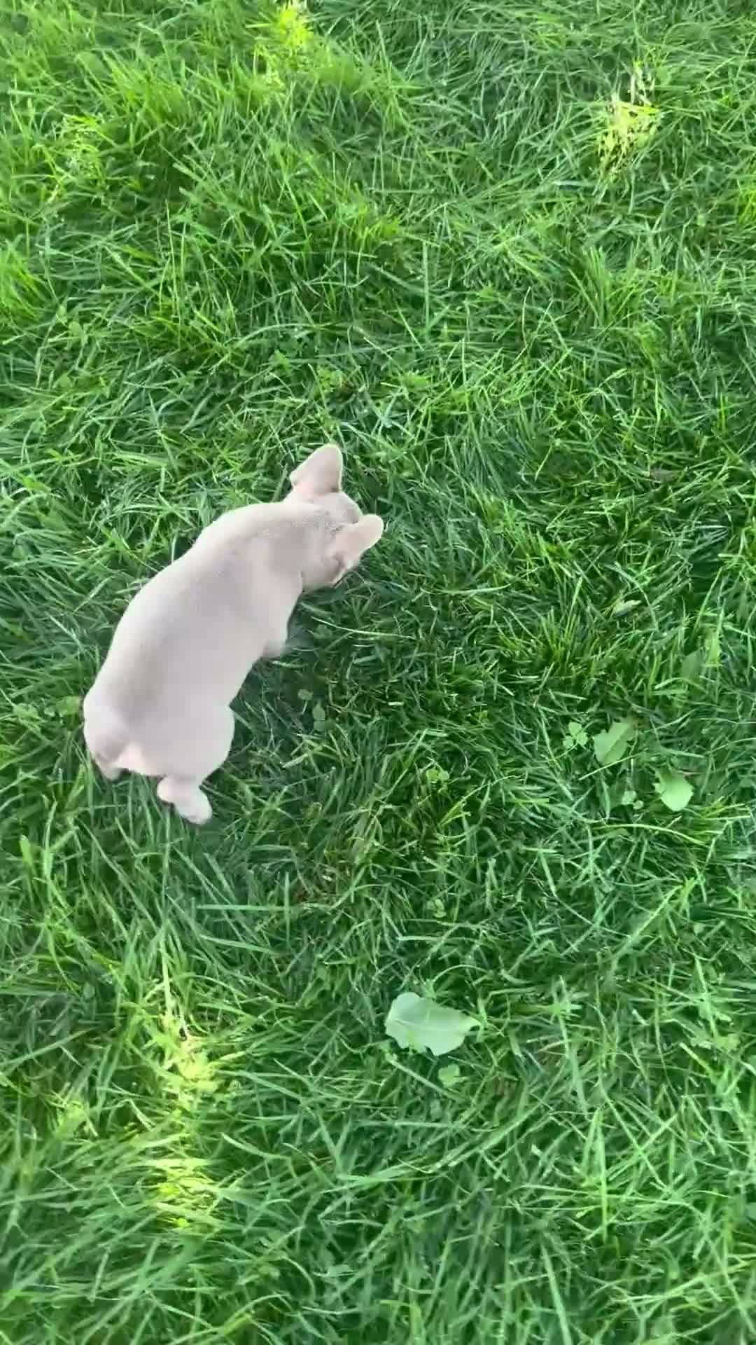 French Bulldog dogs for sale: Charlotte - Video 1