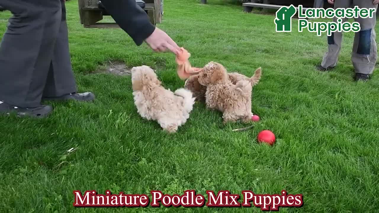 Mixed Breed dogs for sale: Kate - Video 1