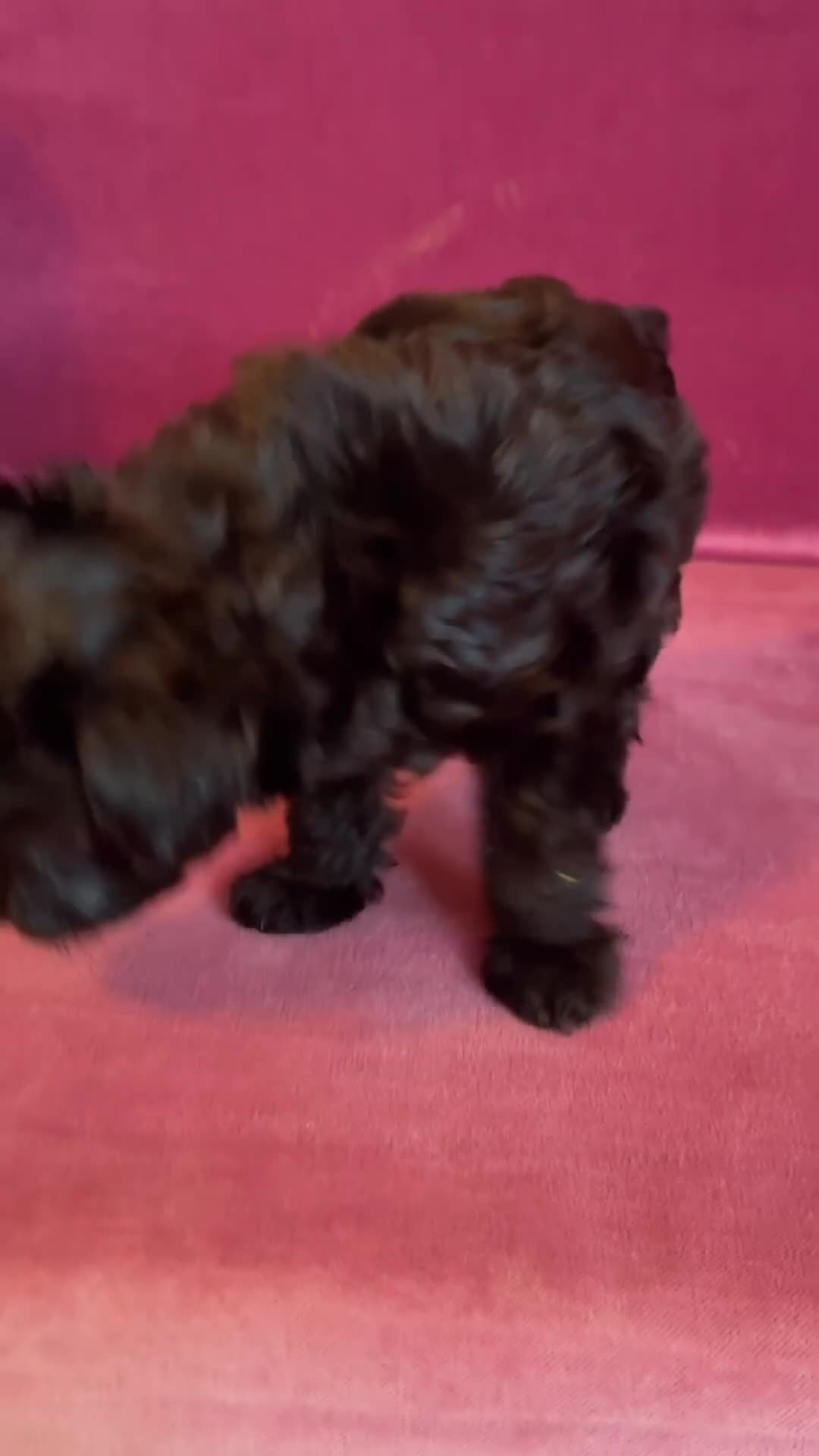Yorkiepoo dogs for sale: Cyprus Caesar  - Video 1