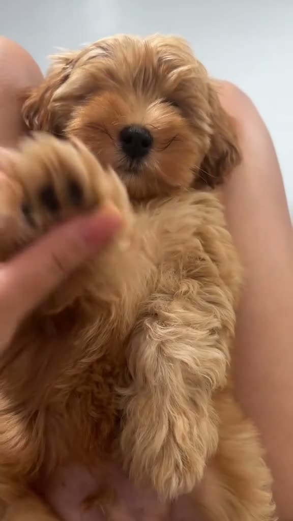 Mixed Breed dogs for sale: Mixed Breed 1 - Video 1