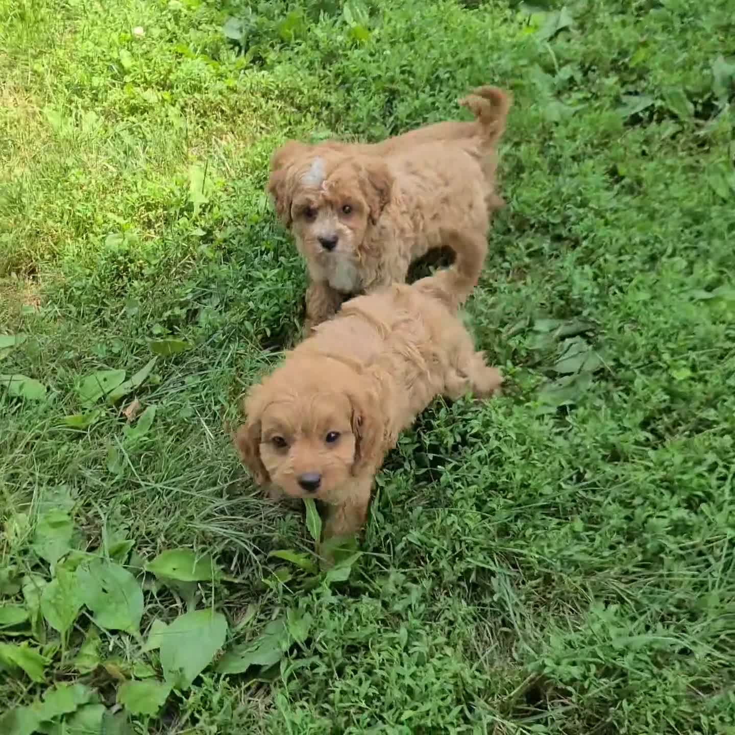 Cavapoo dogs for sale: Kenny - Video 1