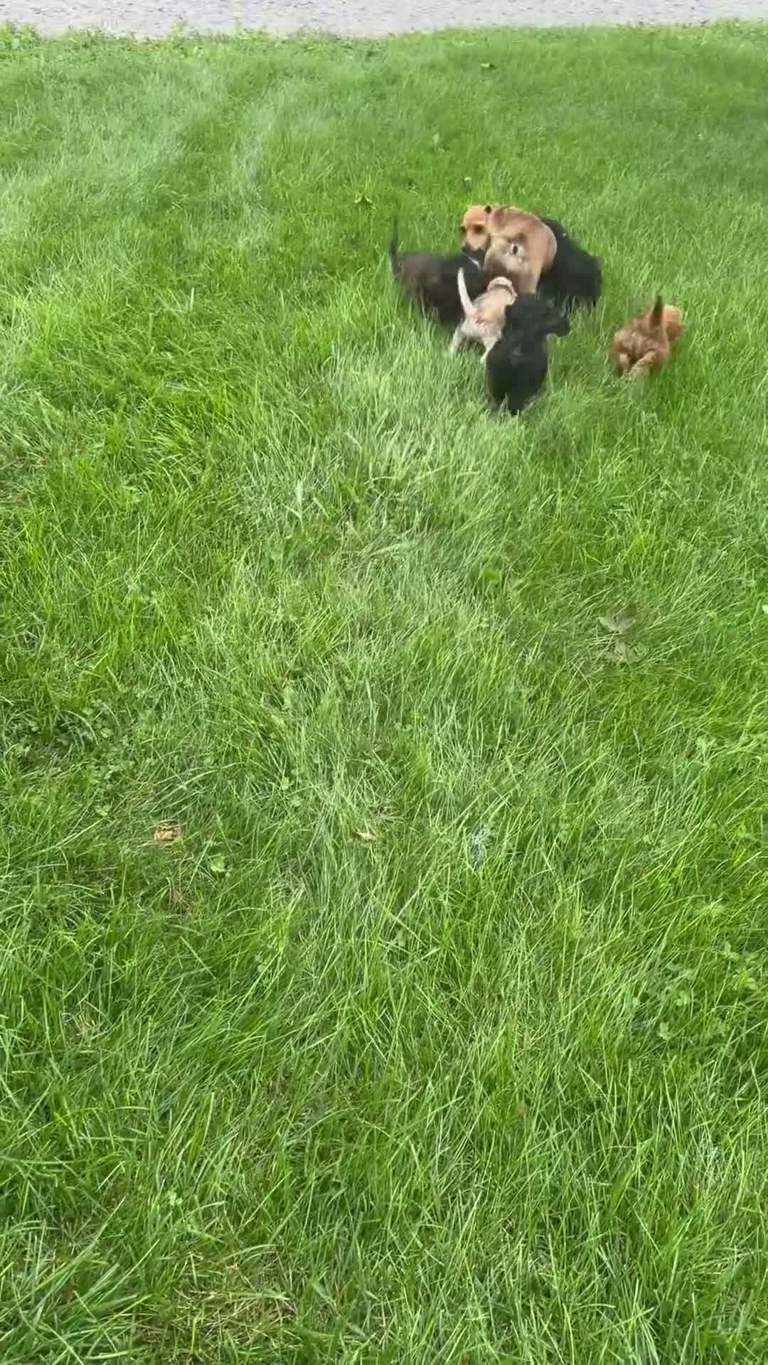 Mixed Breed dogs for sale: Benny - Video 1