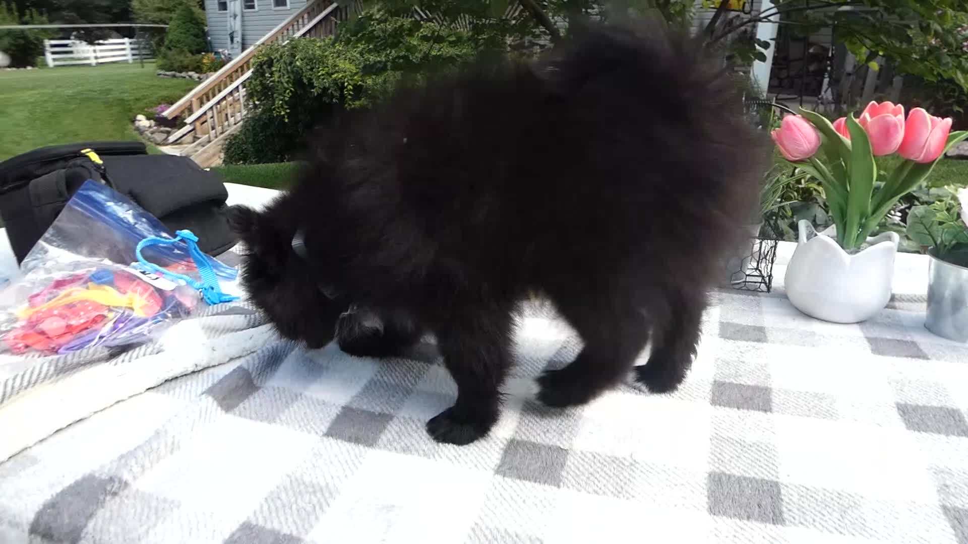 Pomeranian dogs for sale: Pomeranian 4  Blackie - Video 1