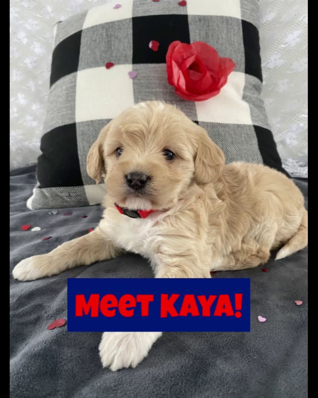 Miniature Labradoodle dogs for sale: Kaya - Video 2