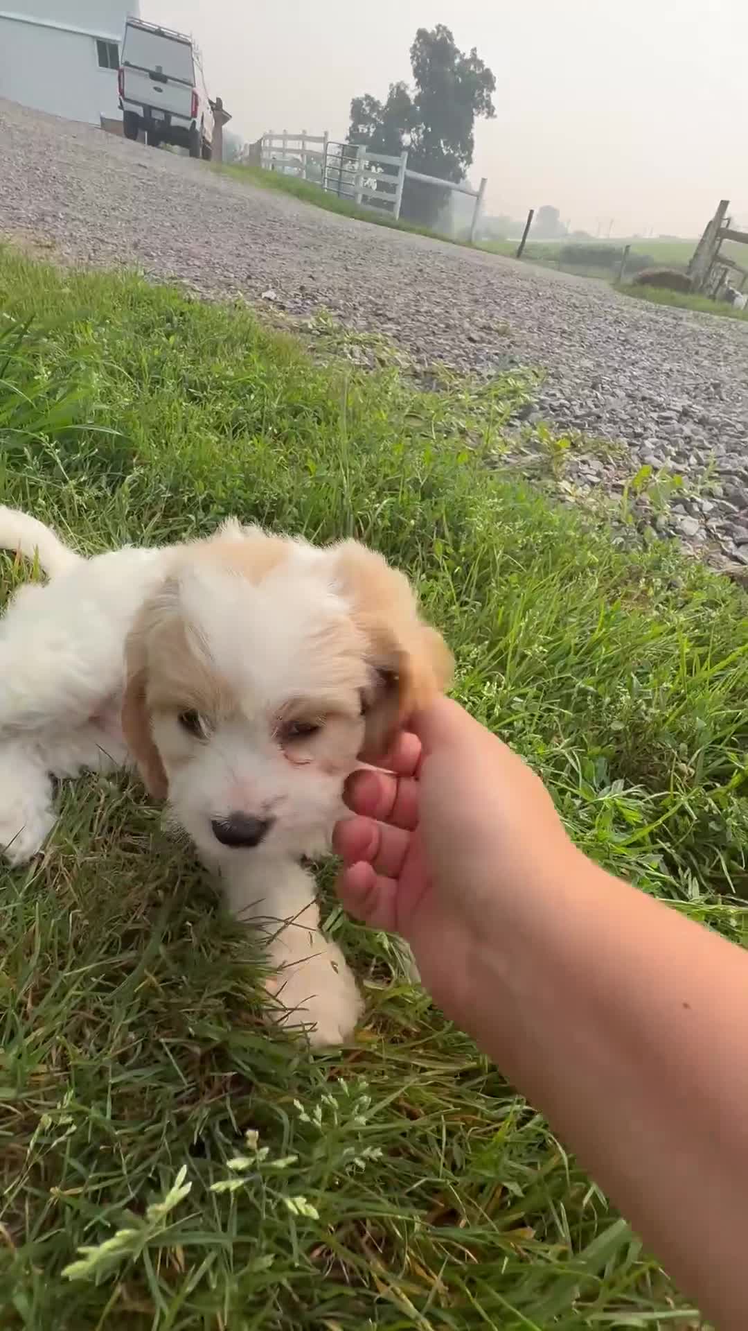 Cavapoo dogs for sale: Daphne - Video 1
