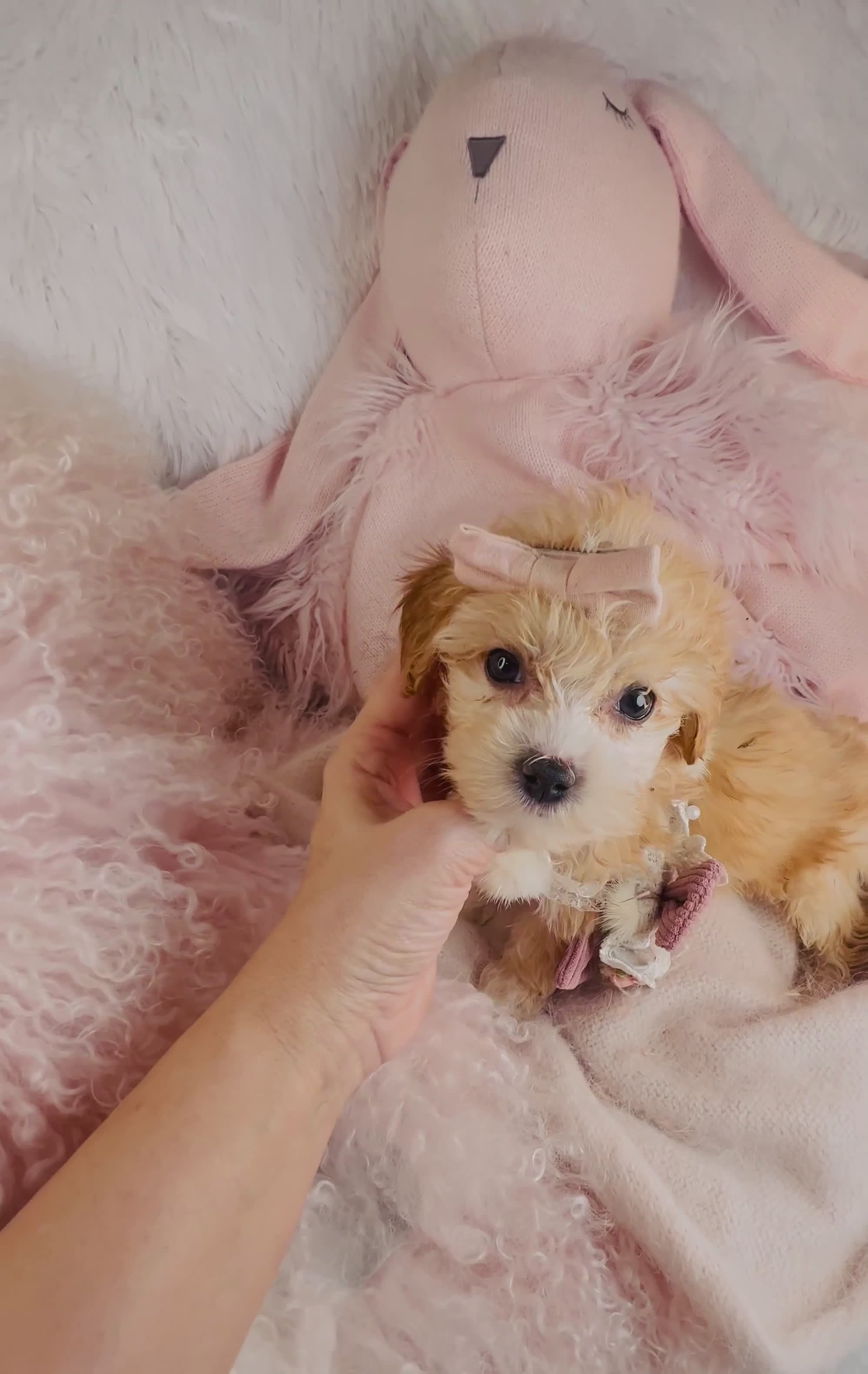 Maltipoo dogs for sale: Maltipoo Puppy 1 - Video 1