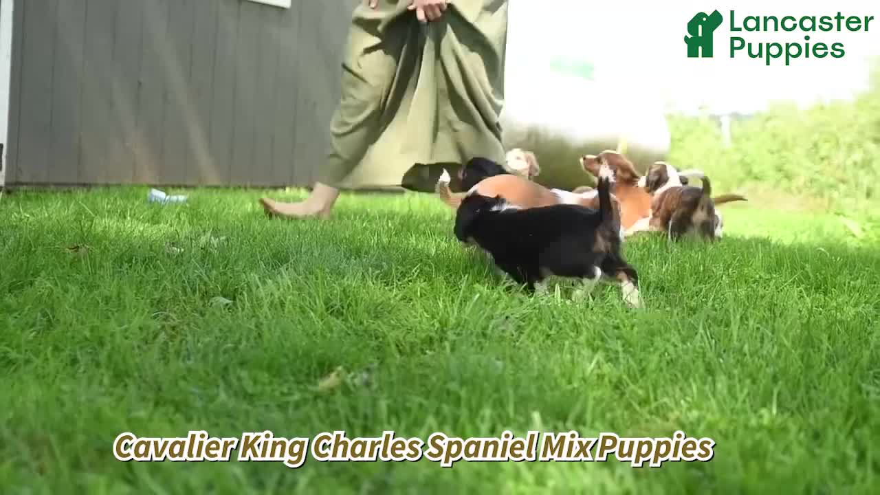 Mixed Breed dogs for sale: Boomer - Video 1