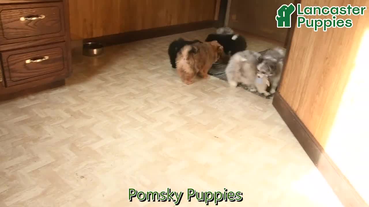 Pomsky dogs for sale: Jewel - Video 1