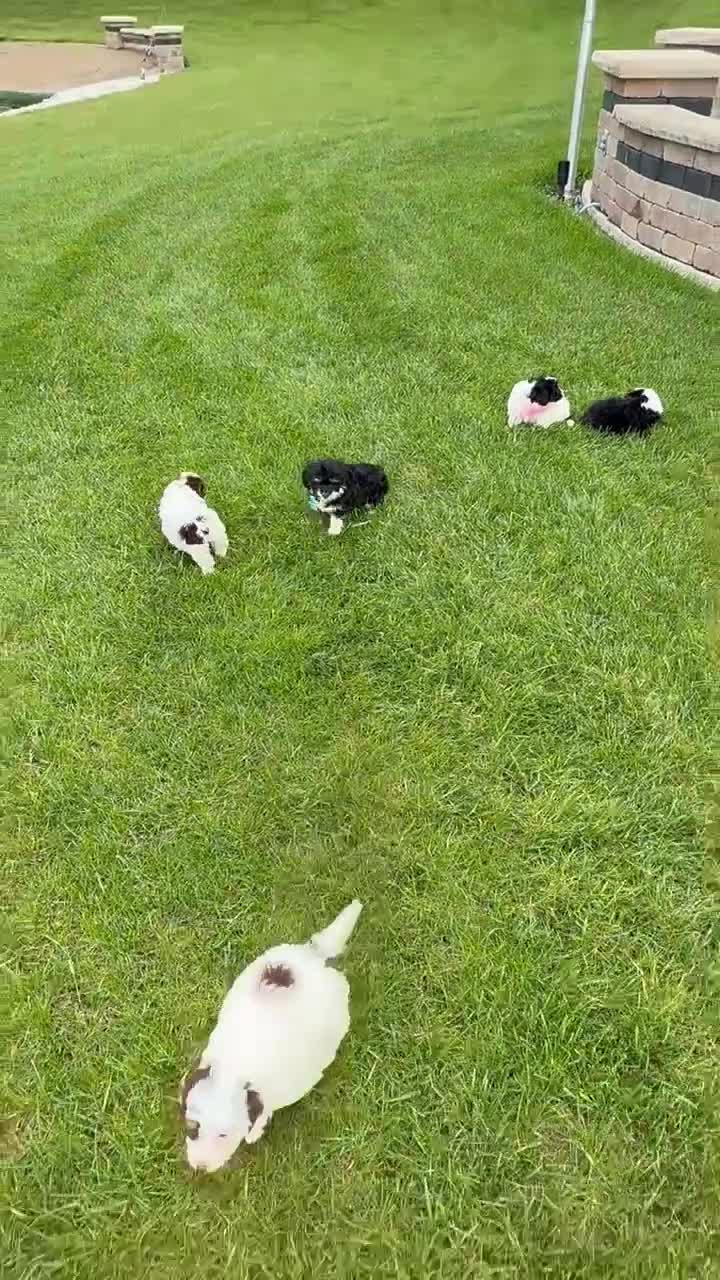 Mini Bernedoodle dogs for sale: Mini Brynn - Video 2