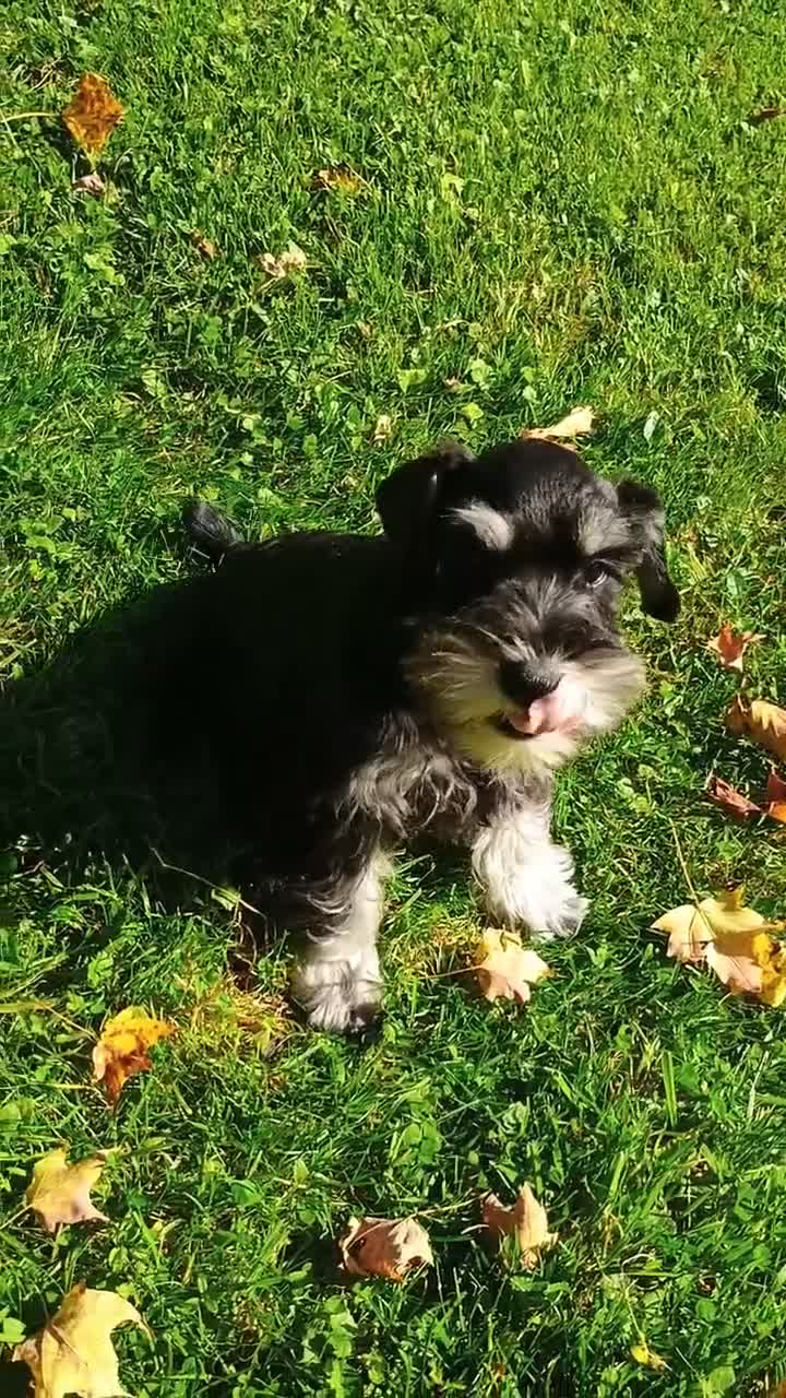 Miniature Schnauzer dogs for sale: Miniature Schnauzer 3 - Video 1
