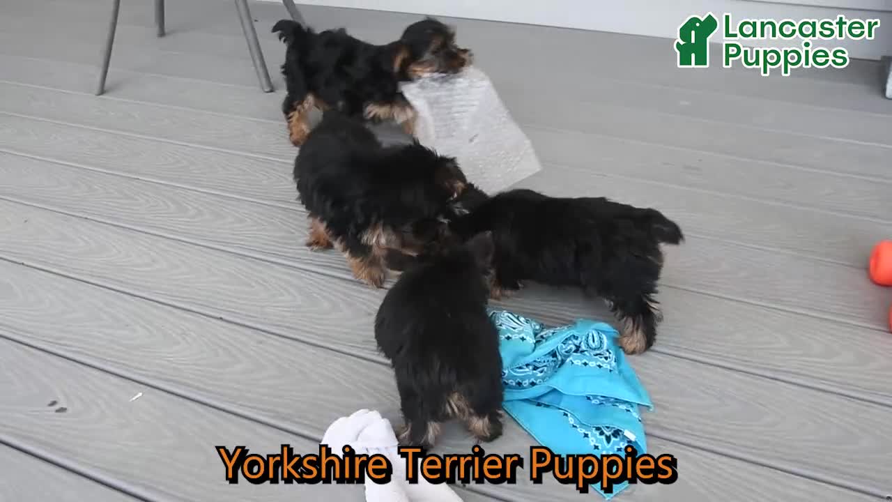 Yorkshire Terrier dogs for sale: Taffy - Video 1