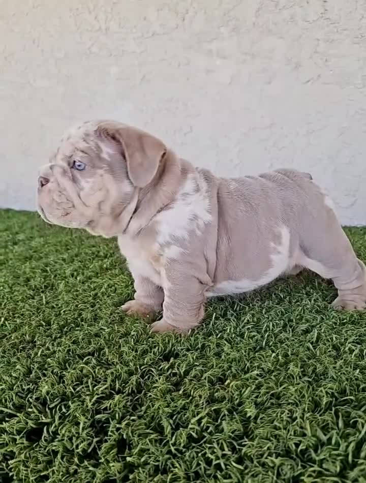 English Bulldog dogs for sale: ICE- RARE Lilac Merle – Blue Eyes – Showstopper - Video 3