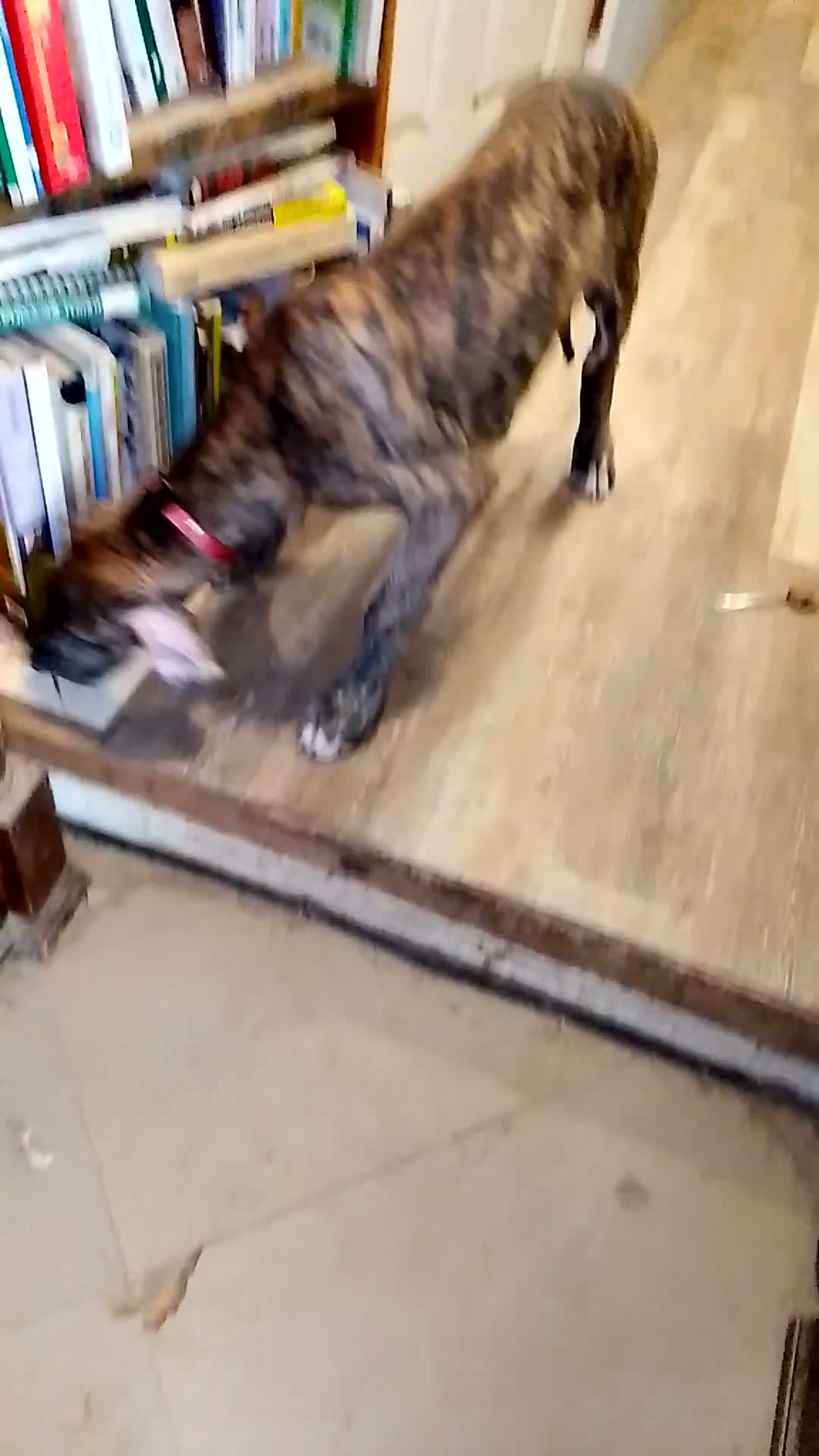Great Dane dogs for sale: Great Dane 7 - Video 6