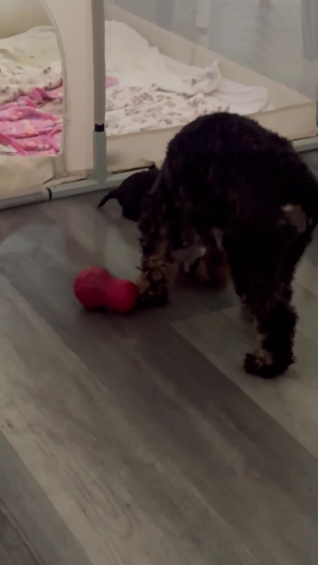 Cockapoo dogs for sale: Cockapoo 1 of 5 still available  - Video 5