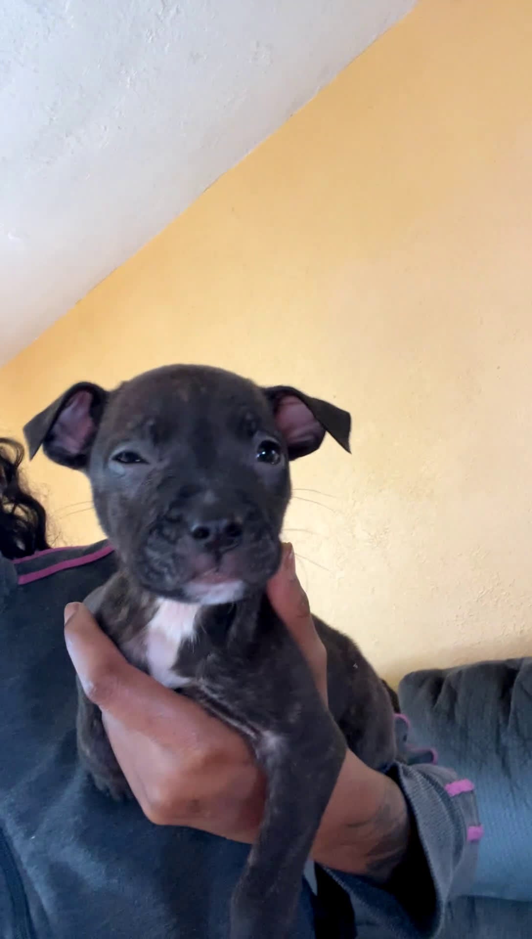 American Pit Bull Terrier dogs for sale: Princess - Video 2
