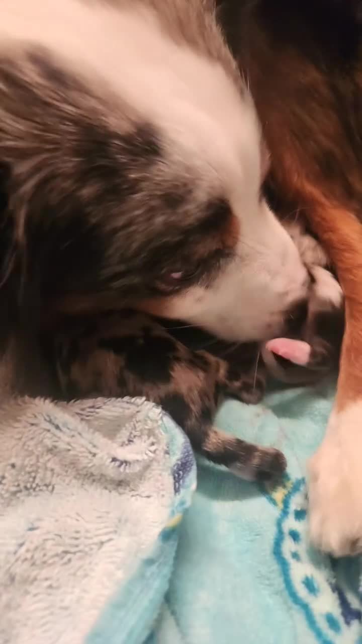 Miniature Australian Shepherd dogs for sale: Miniature Australian Shepherd Puppy 1 - Video 2