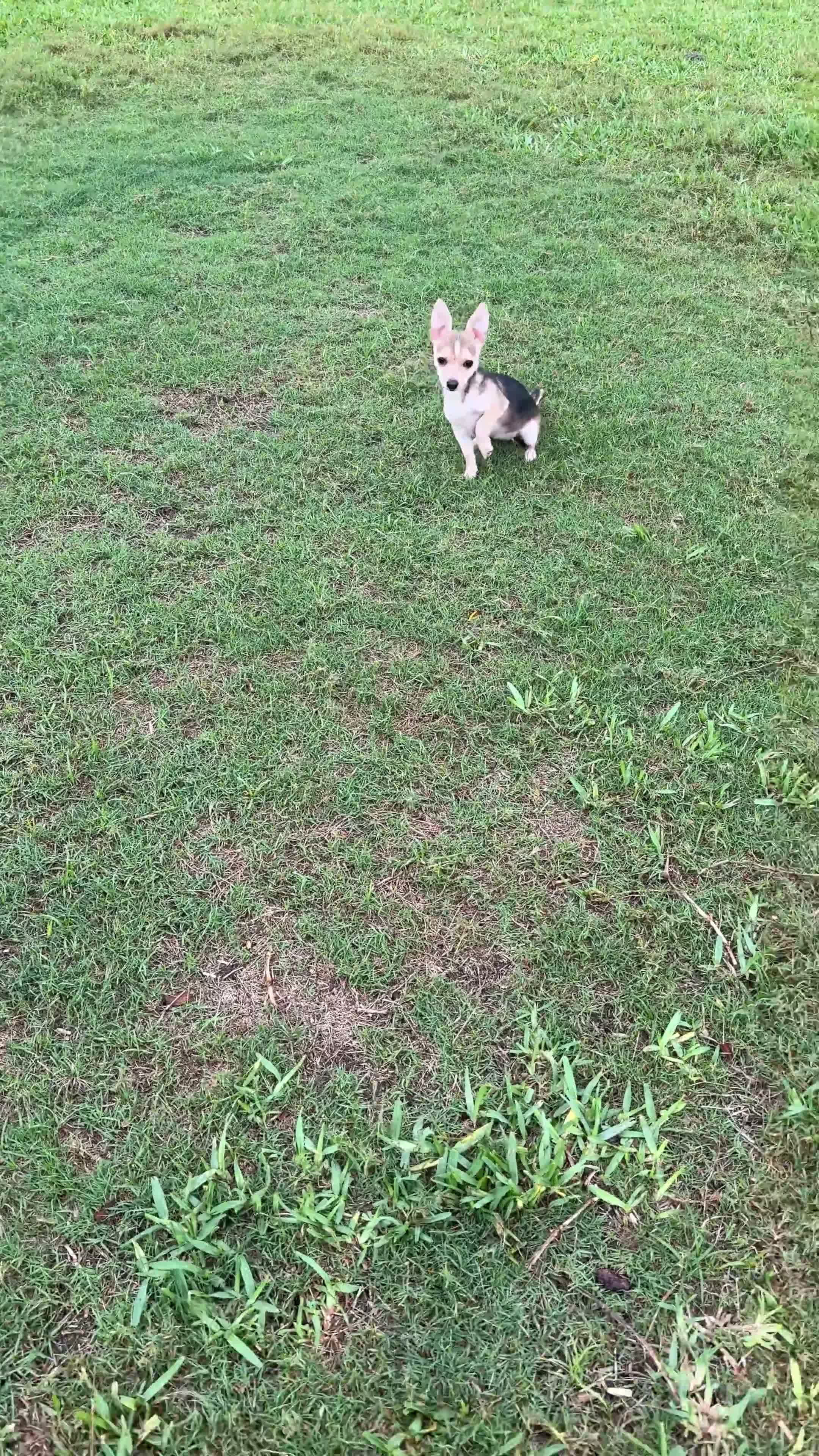 Chihuahua dogs for sale: Nova - Video 1