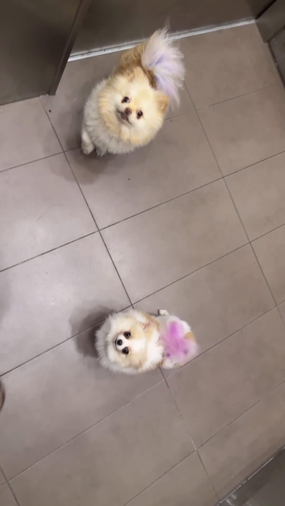 Pomeranian dogs for sale: Pomeranian Puppy 1 - Video 2