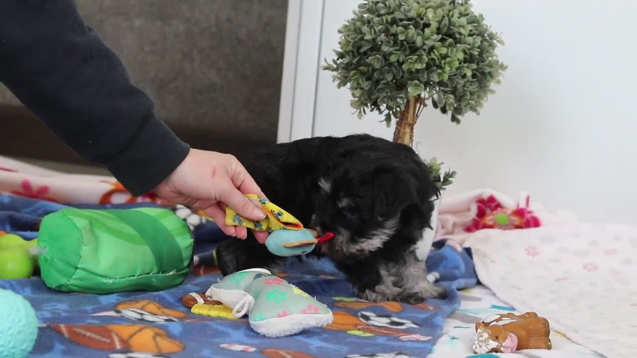 Miniature Schnauzer dogs for sale: Dylan - Video 1
