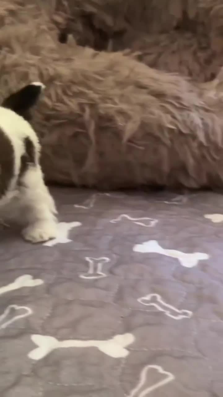 Yorkshire Terrier dogs for sale: Huckleberry, aka Huck Teacup Parti Yorkshire Terrier  - Video 1