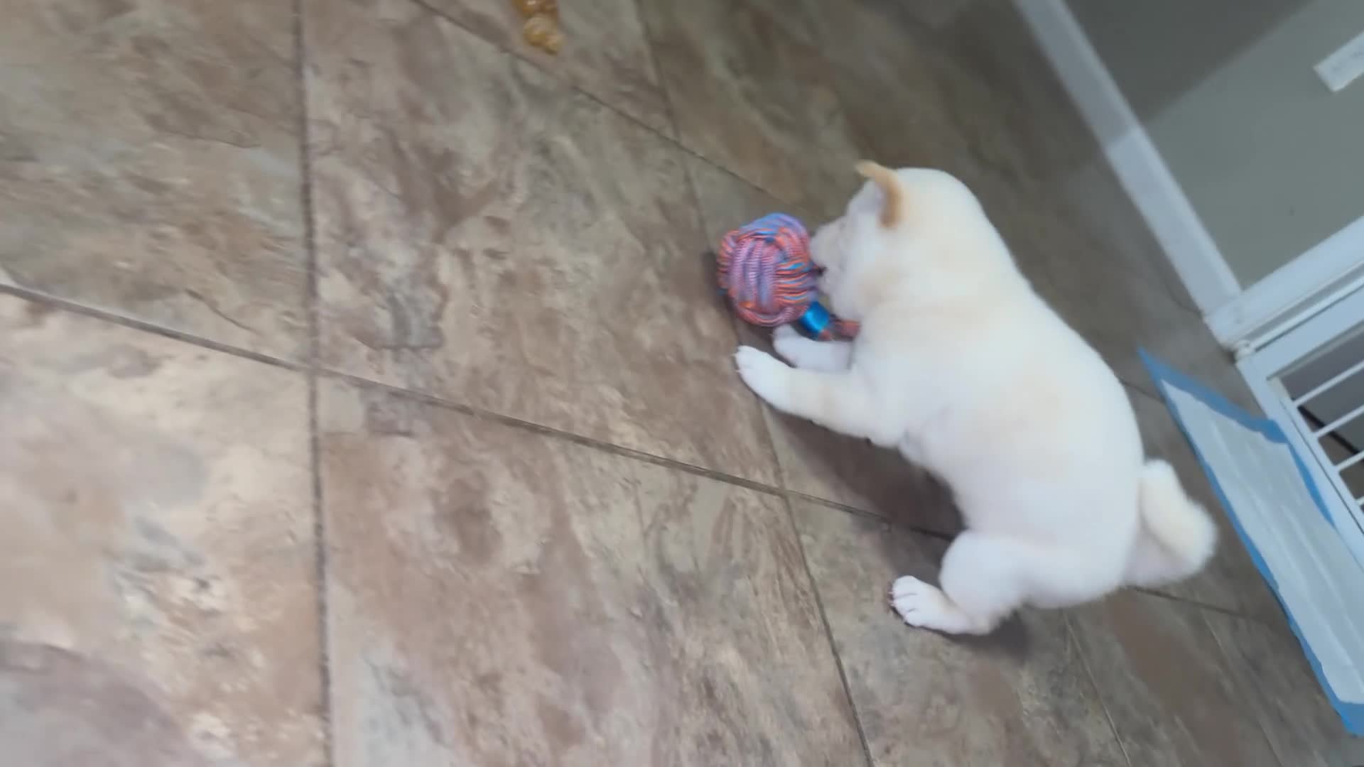 Shiba Inu dogs for sale: Snowball - Video 2