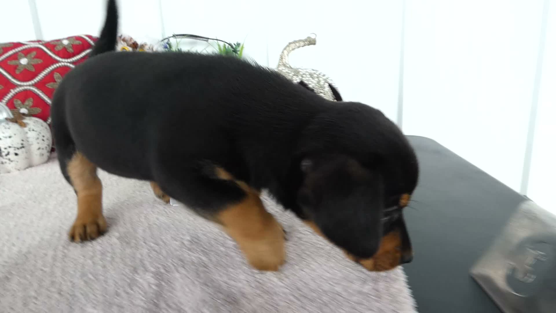 Chorkie dogs for sale: Chorkie 4 Peanut - Video 1