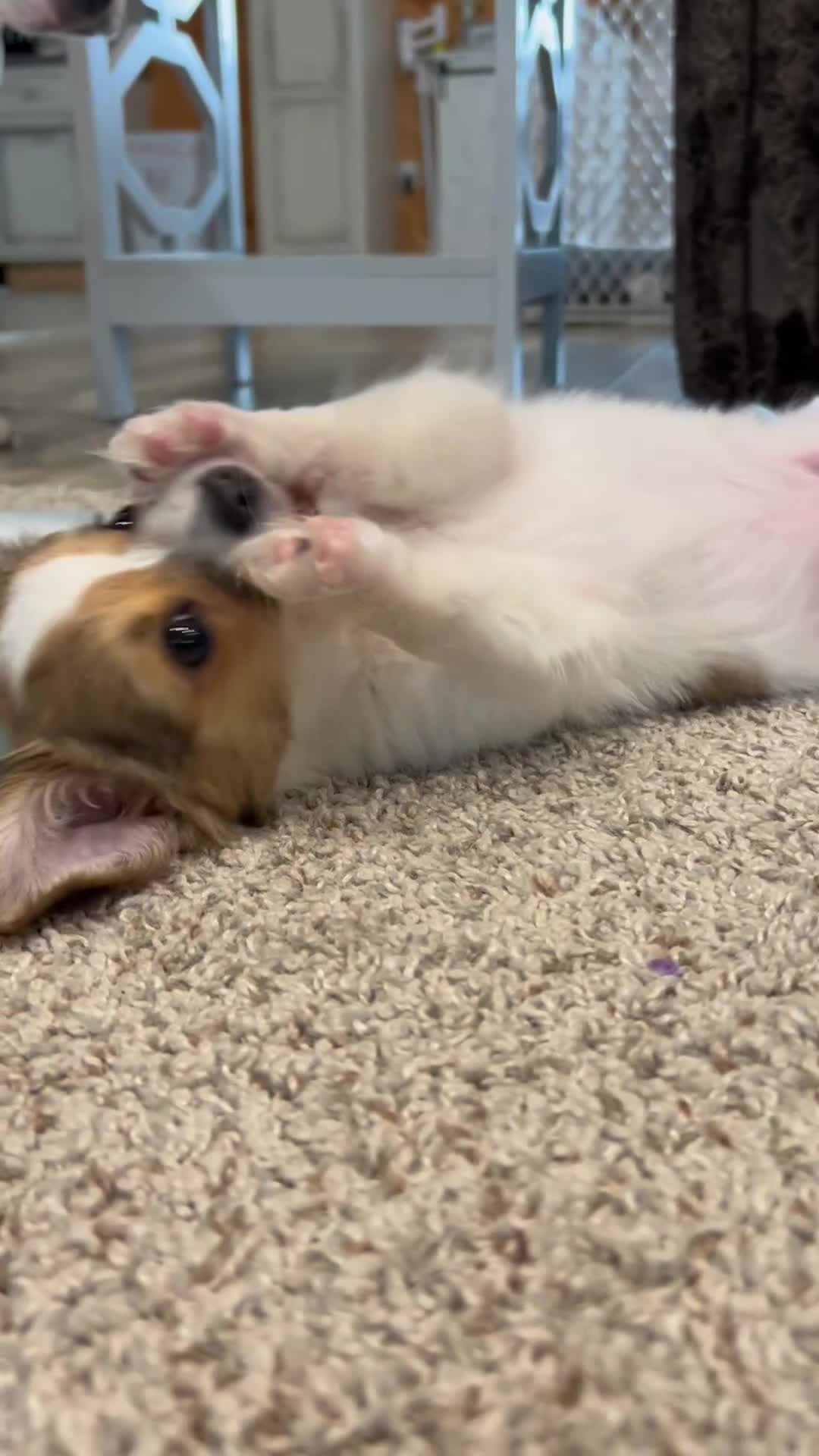 Chihuahua dogs for sale: Ruger Boy  - Video 2
