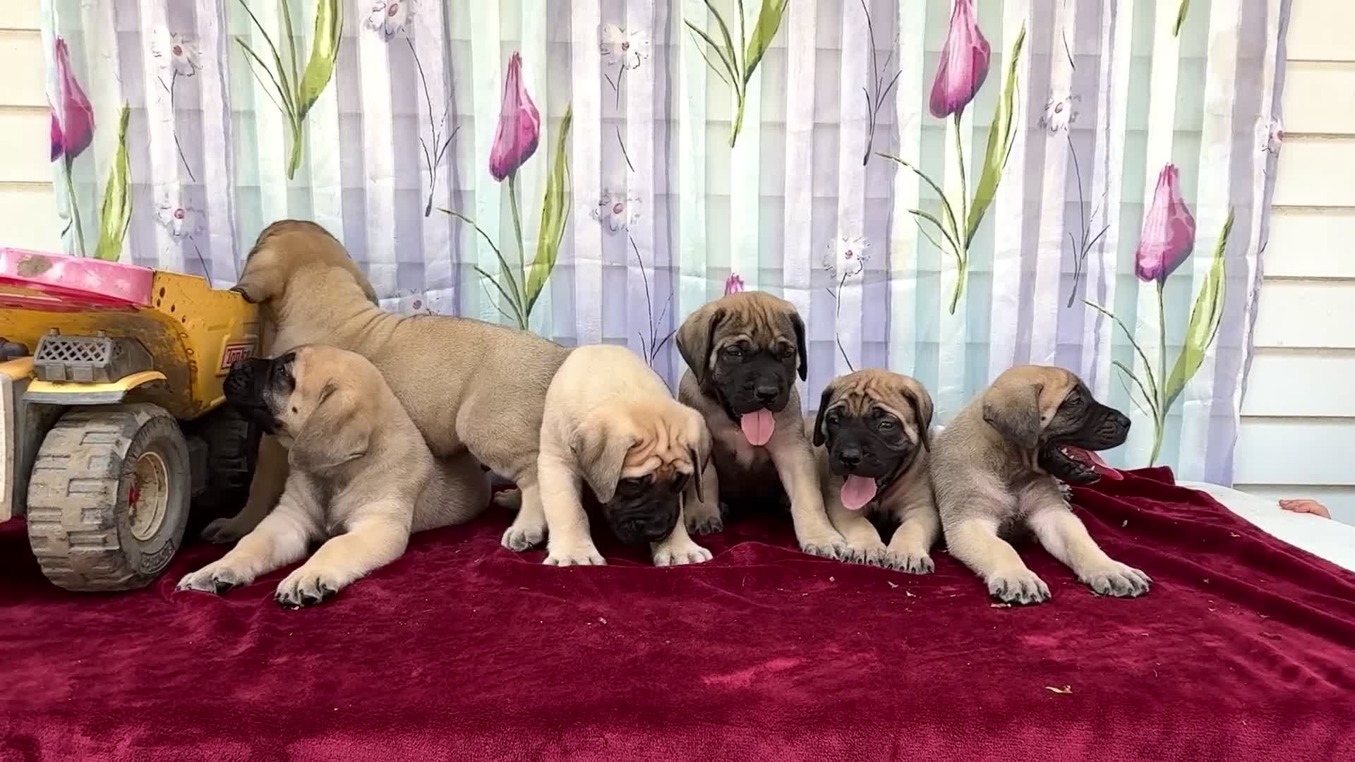 English Mastiff dogs for sale: Murphy - Video 2