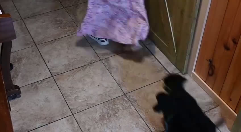 Mixed Breed dogs for sale: Echo - Video 1