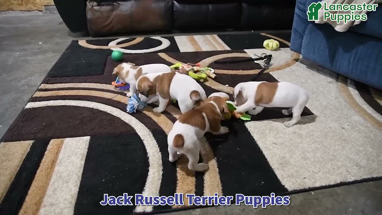 Jack Russell Terrier dogs for sale: Frances - Video 1