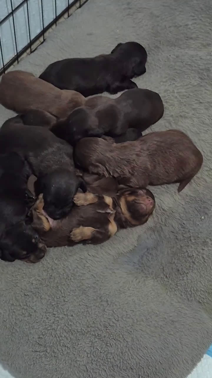 Dachshund dogs for sale: Dachshund Puppy 3 - Video 1