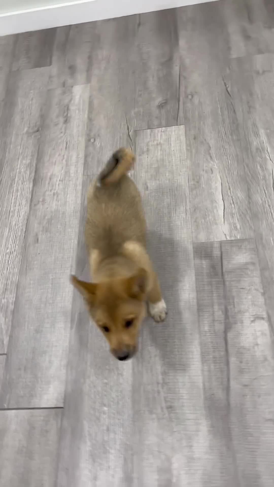 Mixed Breed dogs for sale: Reid - Video 1