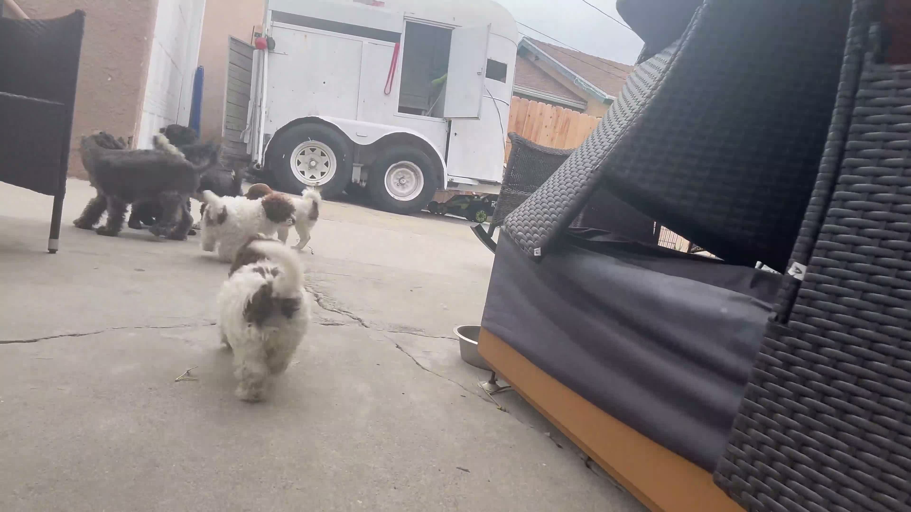 Shih Tzu dogs for sale: Golden - Video 1