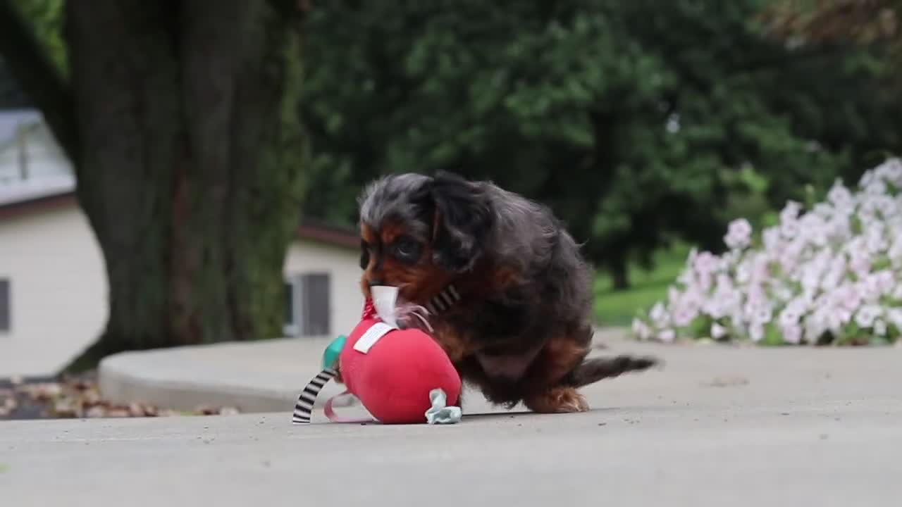 Cavapoo dogs for sale: Indy - Video 1