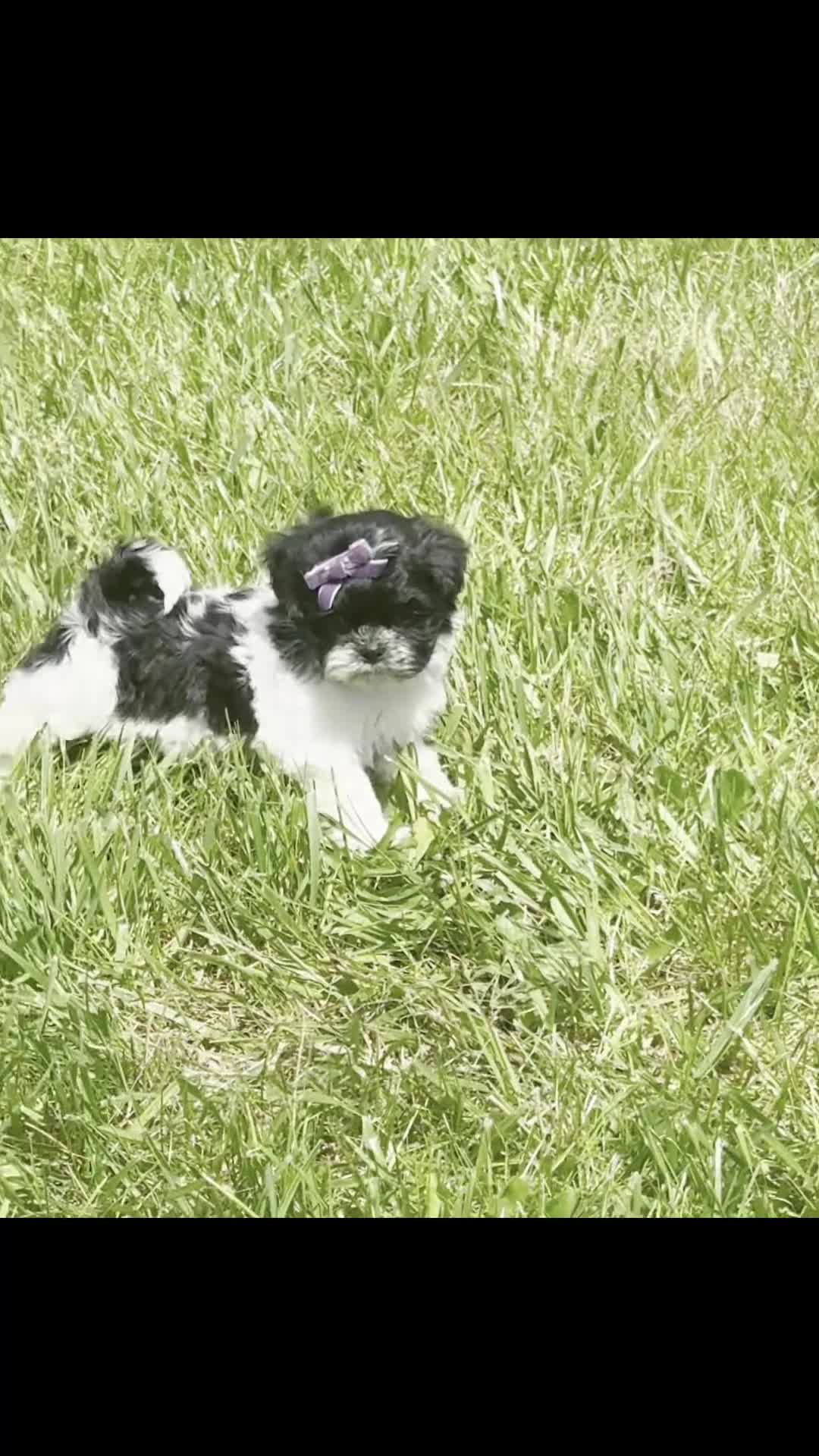 Shih Tzu dogs for sale: Zoa - Video 1
