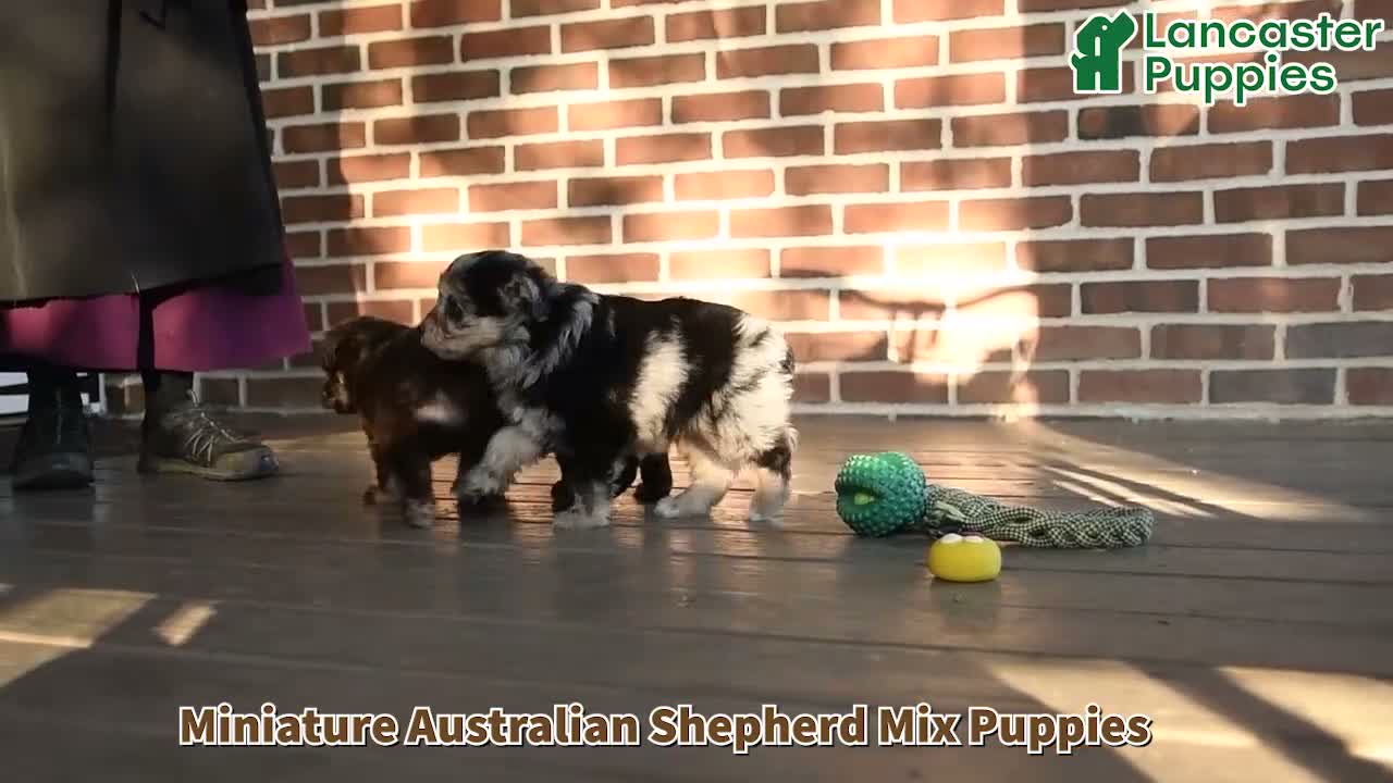 Mixed Breed dogs for sale: Misty - Video 1