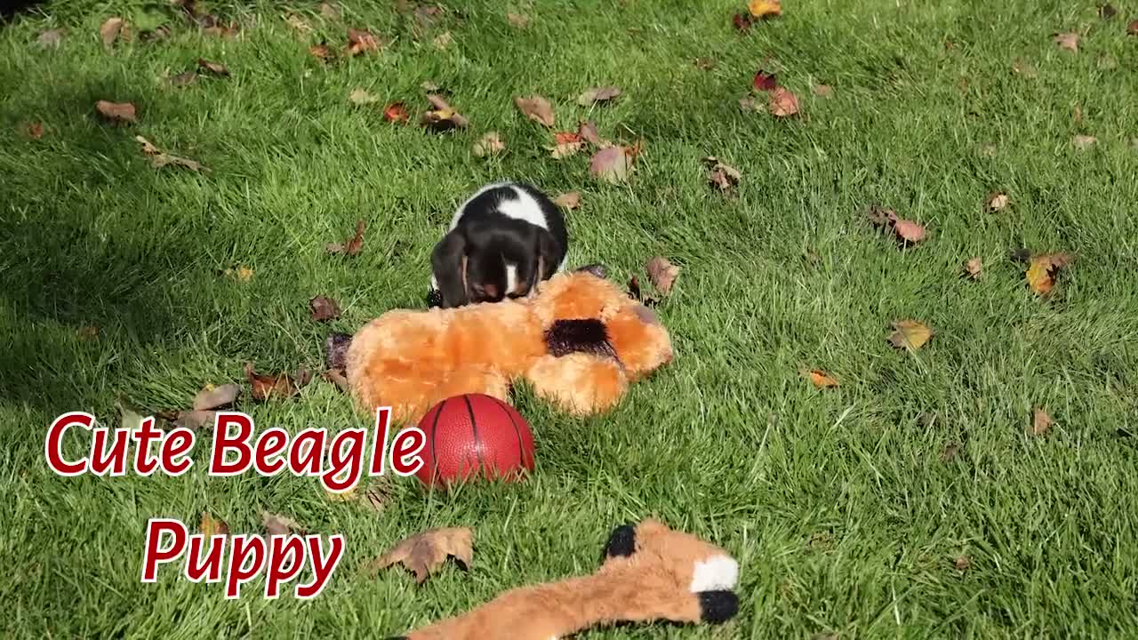 Beagle dogs for sale: Ollie Belle - Video 1