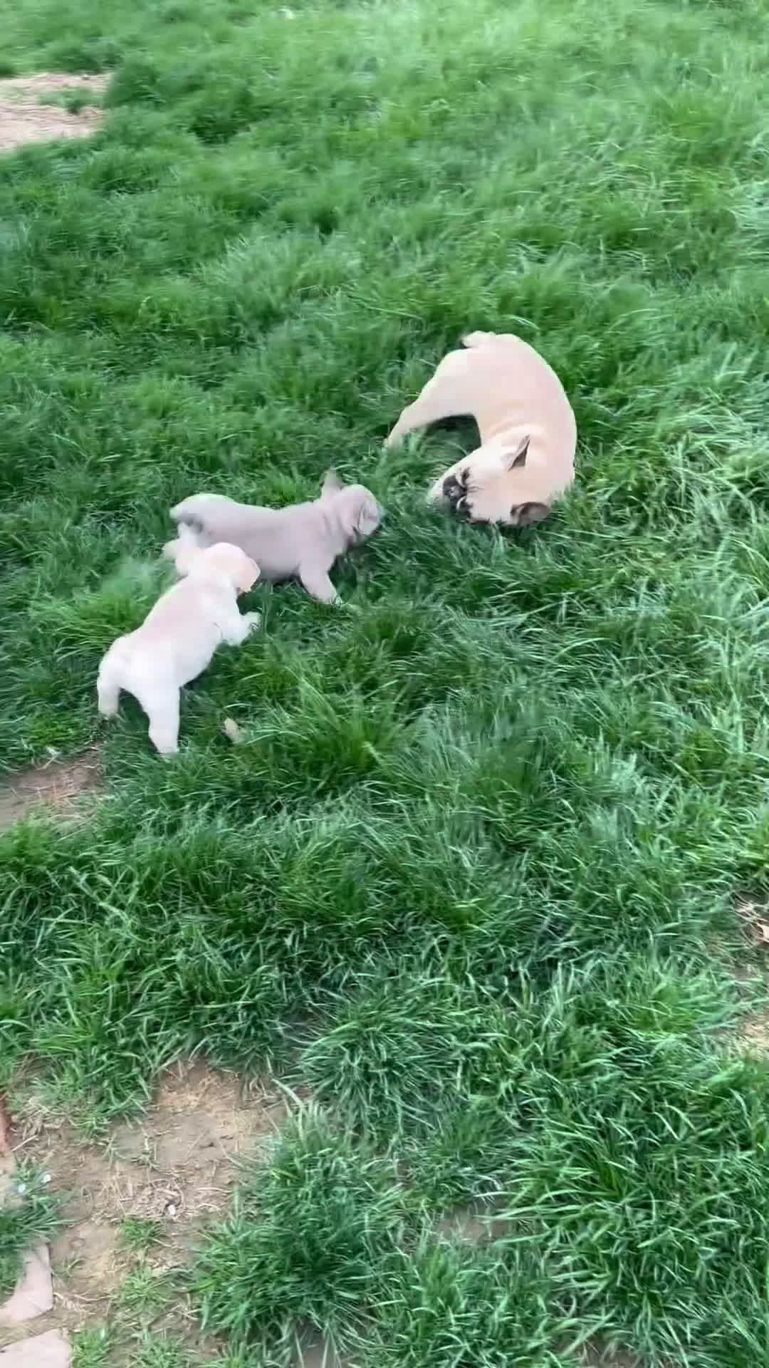 French Bulldog dogs for sale: French Bulldog Puppy 4 - Video 1