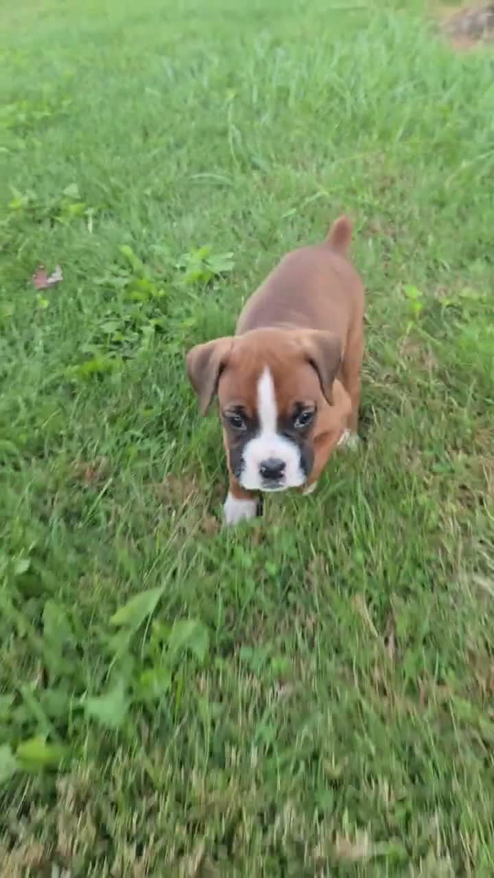 Boxer dogs for sale: Ruthie - Video 1