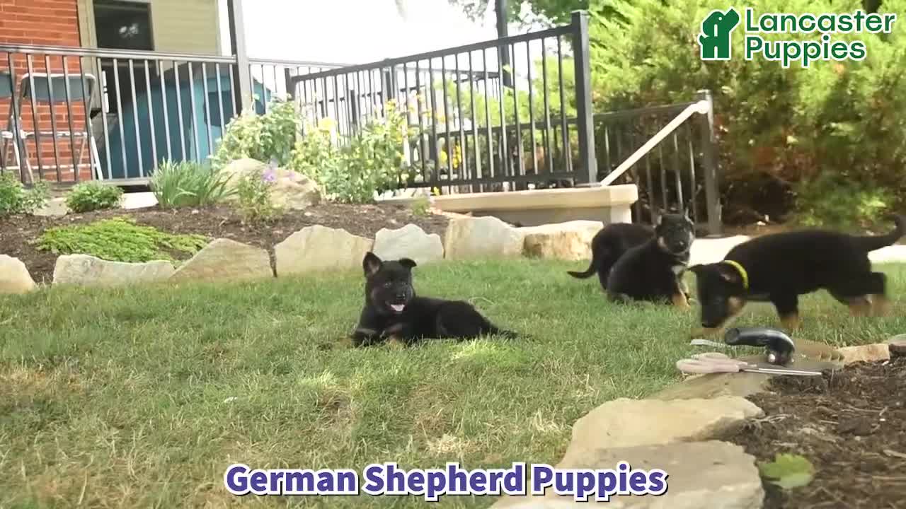 German Shepherd dogs for sale: Truffle  - Video 1