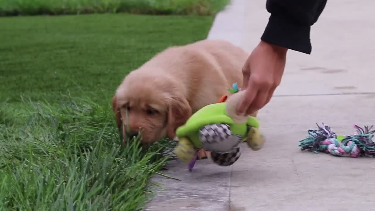 Golden Retriever dogs for sale: Ezekiel 🐶 - Video 2